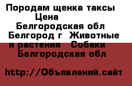 Породам щенка таксы › Цена ­ 3 000 - Белгородская обл., Белгород г. Животные и растения » Собаки   . Белгородская обл.